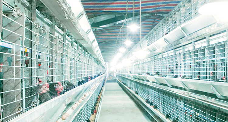 山東金秋農牧科技股份有限公司