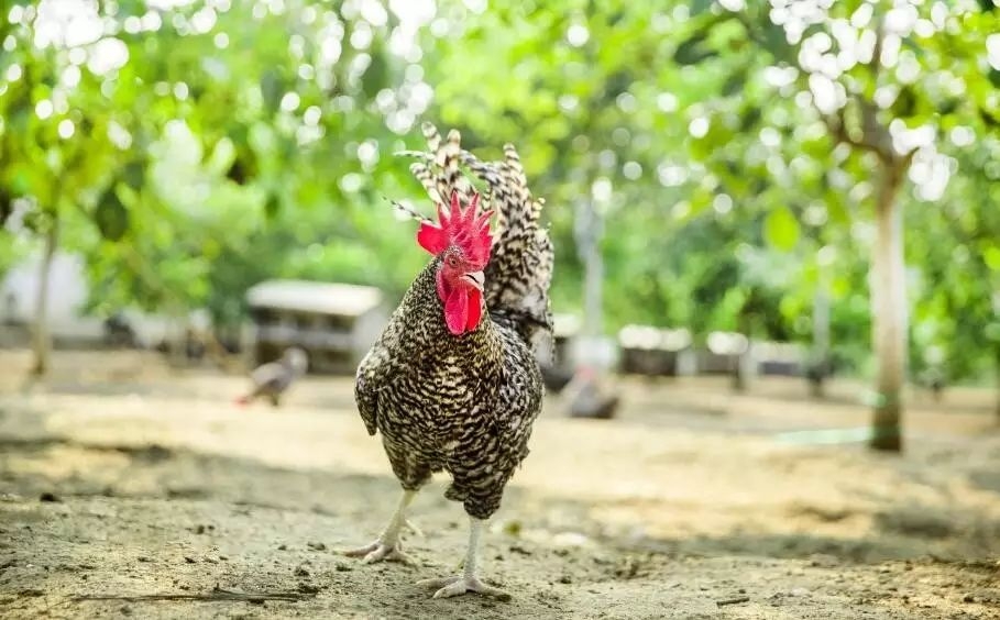養雞場如何進行噴霧免疫