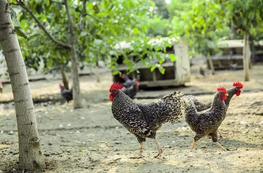 春季汶上蘆花雞雛雞養殖的“十大關”