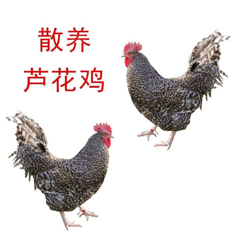 果園林下散養汶上蘆花雞概述