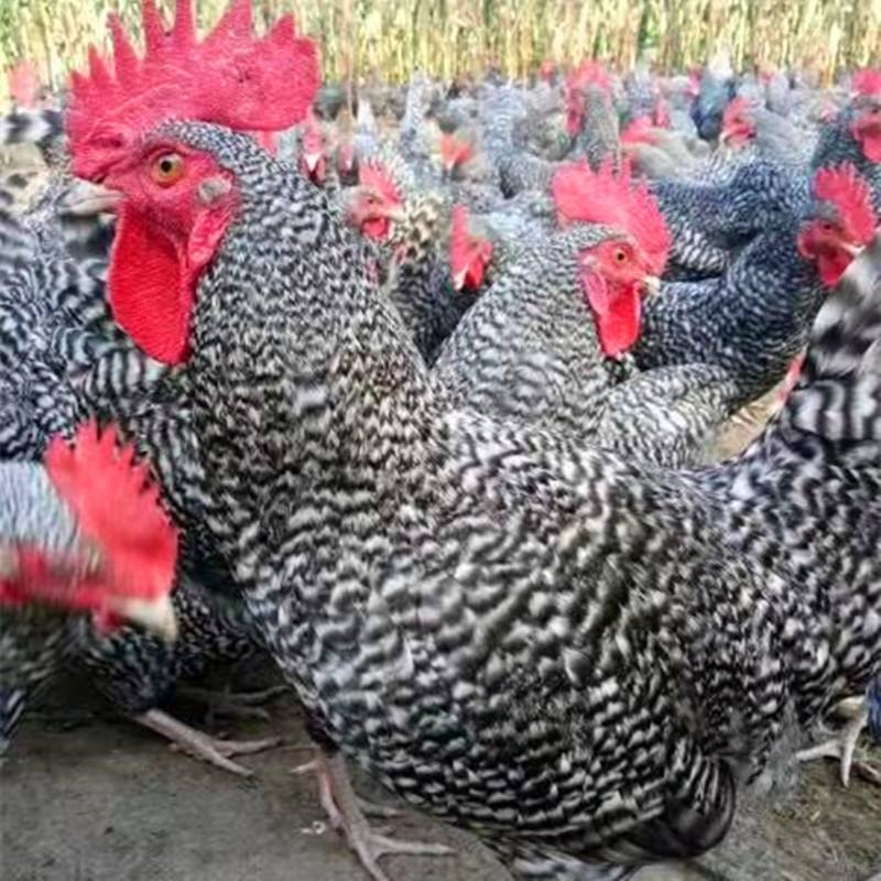 雞硒-維生素E缺乏癥的臨床癥狀、剖檢變化和治 療