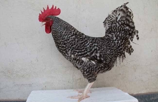 飼養汶上蘆花雞的知識要點