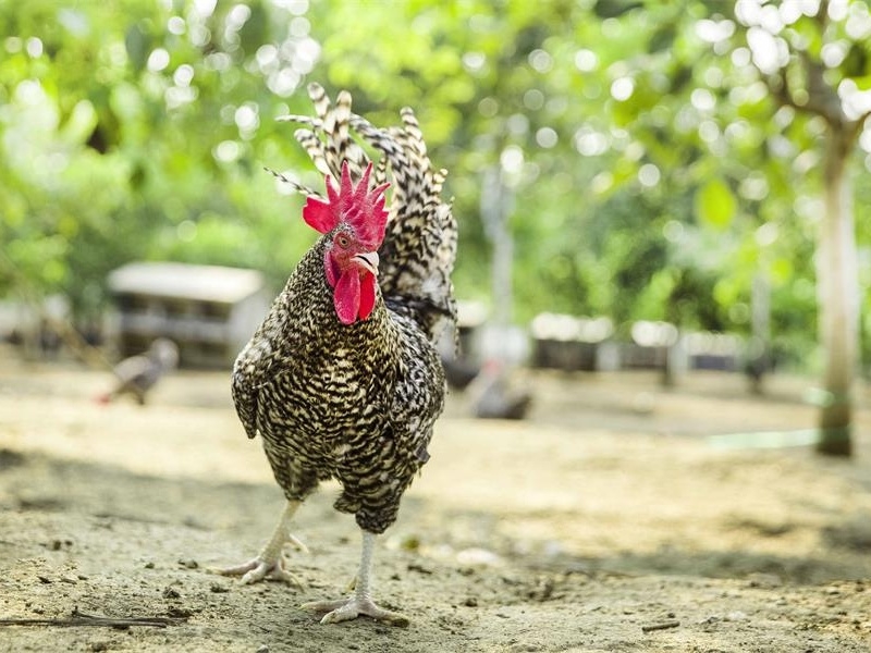 聯(lián)播快訊｜濟(jì)寧農(nóng)產(chǎn)品品牌建設(shè)穩(wěn)居全省“第 一方陣”