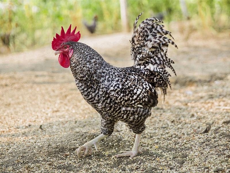 “精 準(zhǔn)幫扶”驅(qū)動(dòng)鄉(xiāng)村特色產(chǎn)業(yè)“蝶變升級(jí)”