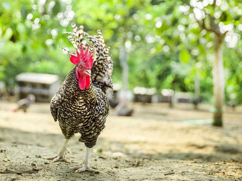 養(yǎng)殖遇到濕冷環(huán)境 專(zhuān)家教你解決方案