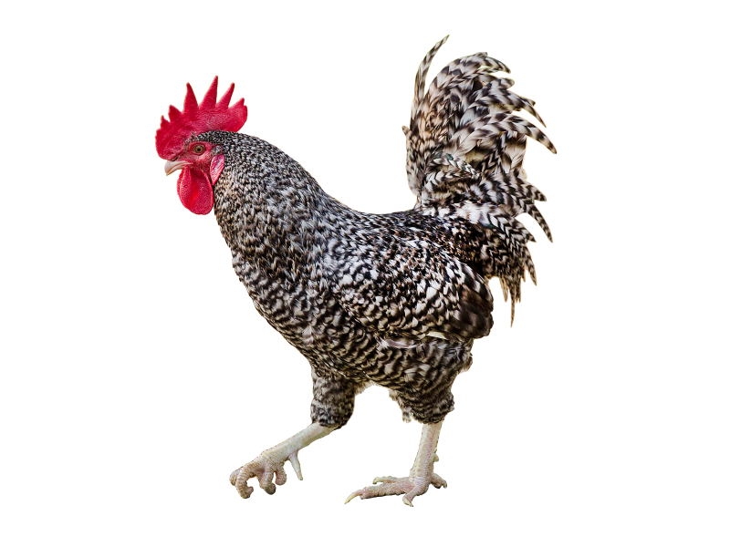 濟(jì)寧6個(gè)“土特產(chǎn)”