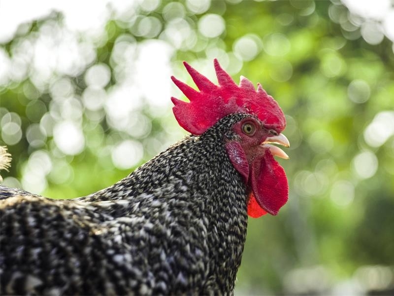 中華人民共和國(guó)農(nóng)業(yè)農(nóng)村部公告 | 汶上蘆花雞再次入選《國(guó)家 級(jí)畜禽遺傳資源保護(hù)名錄》